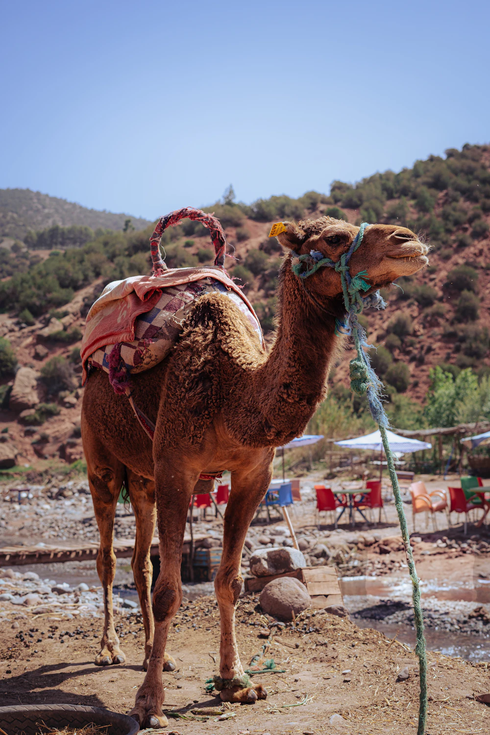 A saddled camel in a mountainous landscape near Marrakech